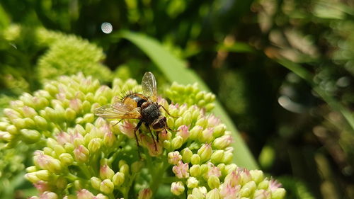 Close-up of bee on flower