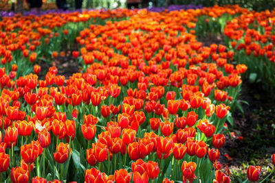 Close-up of red tulips in field