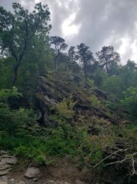 Scenic view of forest against sky