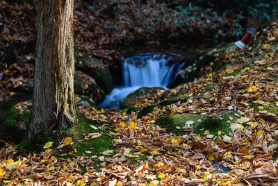 View of waterfall in forest