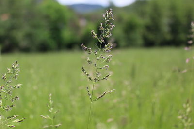 Close-up of plant on field