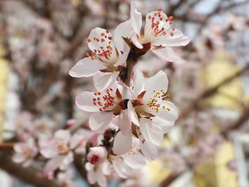 Close-up of cherry blossoms