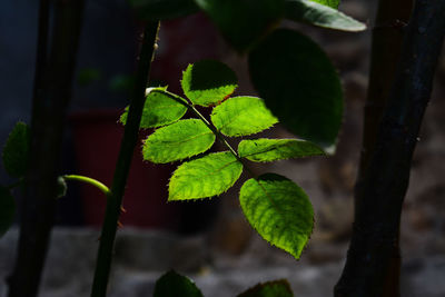 green