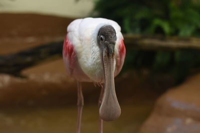 Close-up of spoonbill