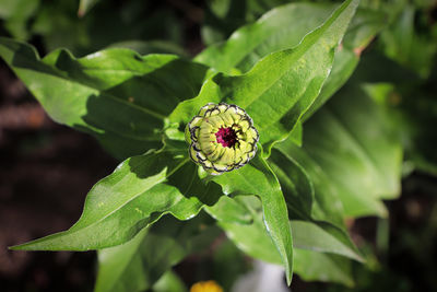 Close-up of green leaf on plant