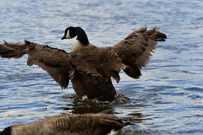 Duck swimming in lake