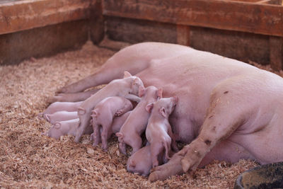 Piglets suckling pig at farm