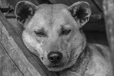 Close-up portrait of a dog