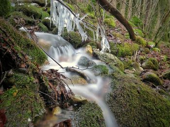 Scenic view of waterfall in forest