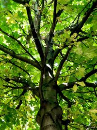 Low angle view of tree