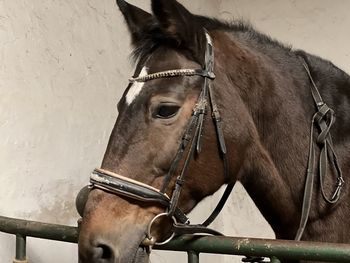 Close-up of horse