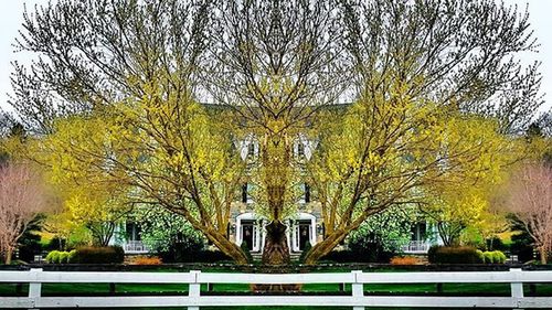 Trees growing against sky