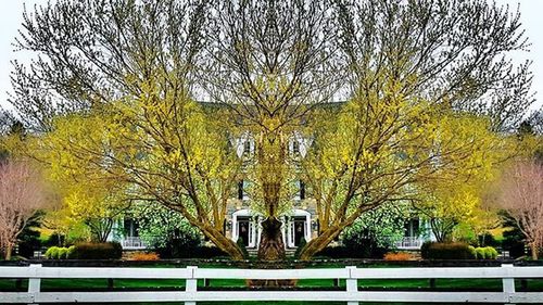 Trees growing against sky