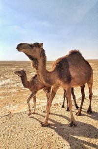 The walk of the dromedaries in the desert 