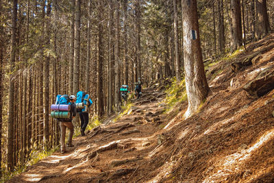 Rear view of backpackers walking in forest