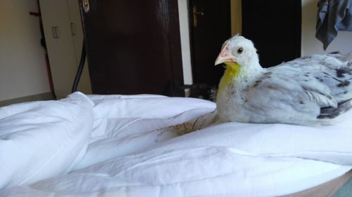 Close-up of bird perching