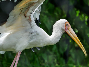 Close-up of bird against blurred background