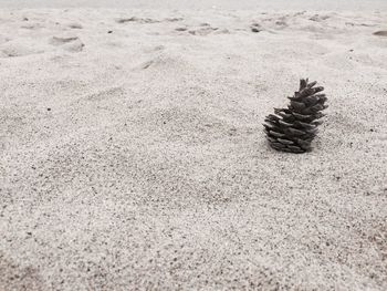 Lizard on sand at beach