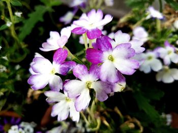 Close-up of fresh purple flowers blooming outdoors