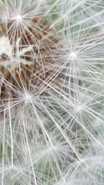 Close-up of dandelion