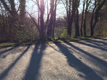 Shadow of trees on ground