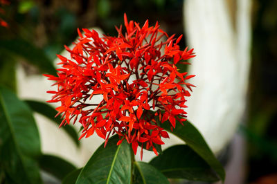 Close-up of red flowers