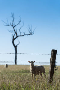 Sheep grazing on field against clear sky