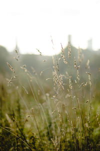 Close-up of grass growing in field