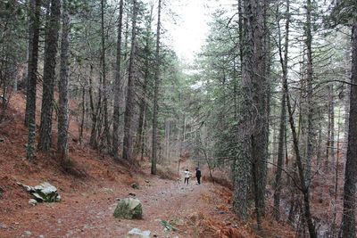 Dog in forest