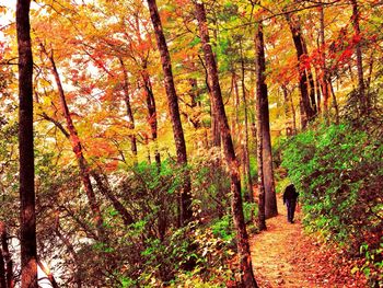 Trees in forest