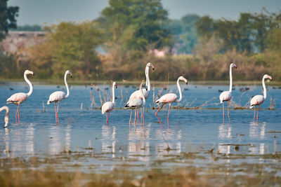 Lesser flamingos looking oneside