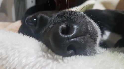 Close-up portrait of black dog