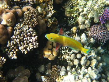 View of fish swimming in sea