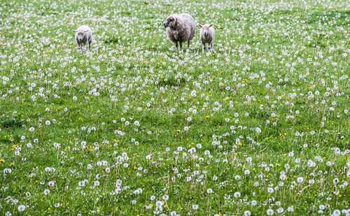 View of flowering plants on field