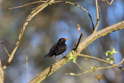 Low angle view of bird perching on branch