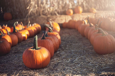 Pumpkins for sale