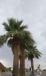 Low angle view of palm trees against sky