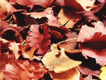 Close-up of dry leaves on plant during autumn