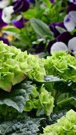 Close-up of green leaves