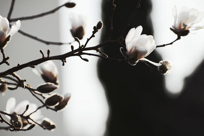 Close-up of plant against water