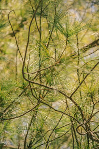 Full frame shot of trees