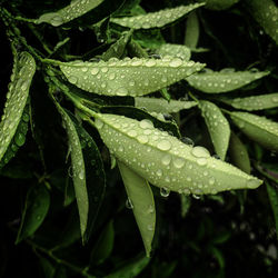 Close-up of wet plant leaves during rainy season