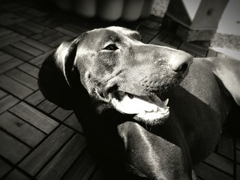 Close-up of dog relaxing on floor