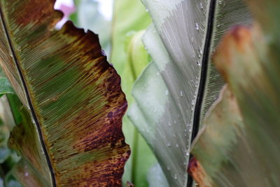 Close-up of raindrops on leaves