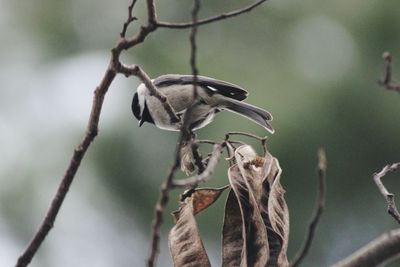 Close-up of bird perching on branch