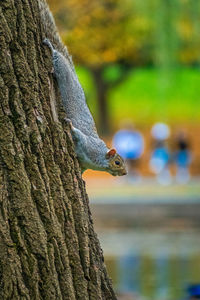 Close-up of lizard on tree trunk