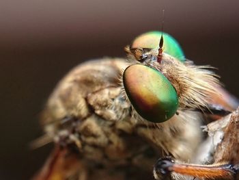 Robberfly, the face of a robber insect