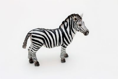 Side view of zebra standing against white background