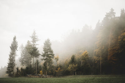 Trees on field against sky