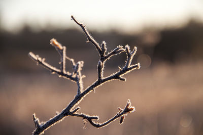 Close-up of frozen plant